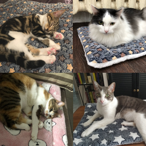 Cozy Calming Cat Blanket Cozy Cats